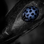 IMG_1194