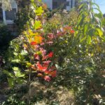 autumn2