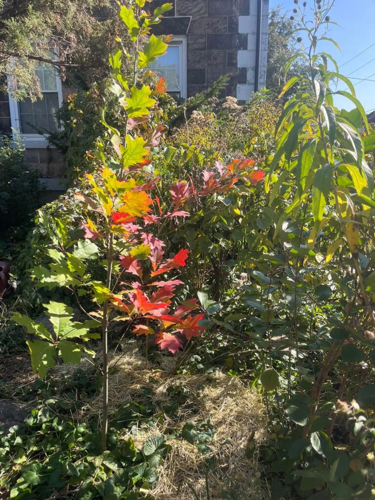 A picture of the garden with colourful leaves