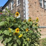 sunflowers